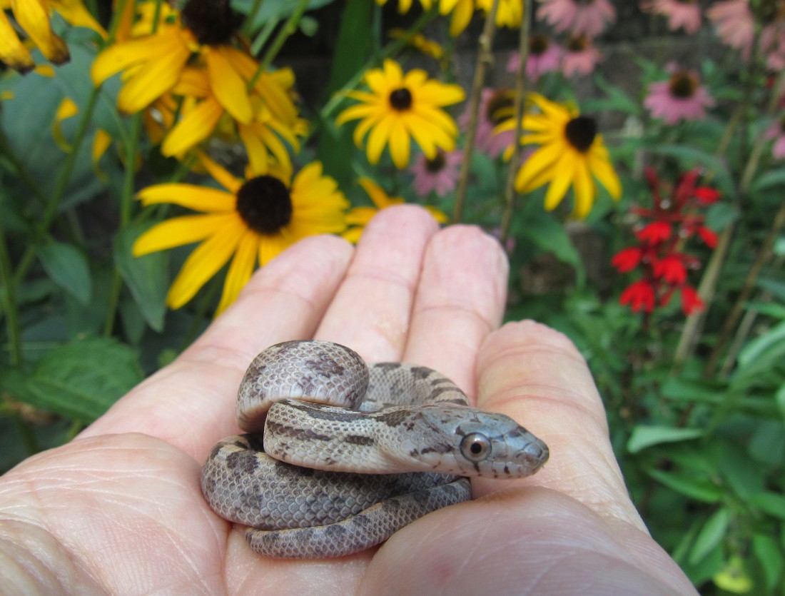 Everglades Rat Snake